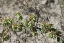 Phacelia heterophylla var. virgata (Greene) R. D. Dorn resmi