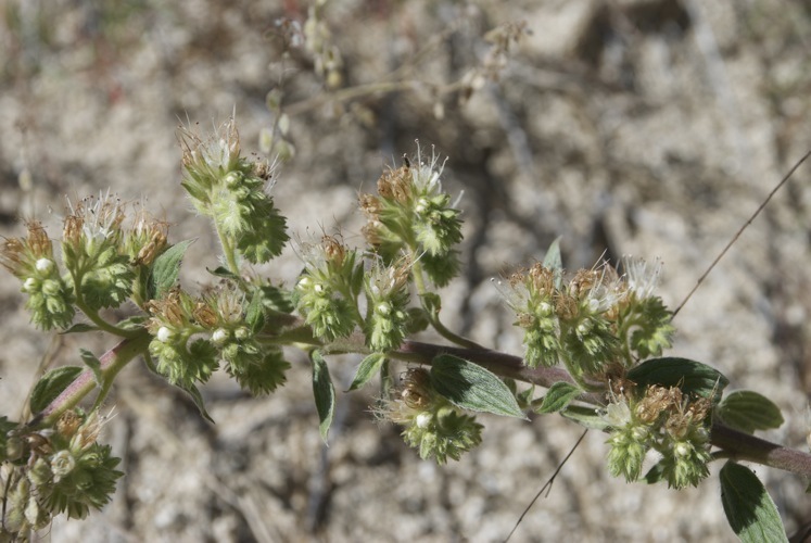 Phacelia heterophylla var. virgata (Greene) R. D. Dorn的圖片