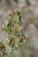 Phacelia heterophylla var. virgata (Greene) R. D. Dorn的圖片