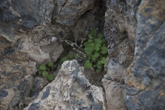 Image of roundleaf phacelia