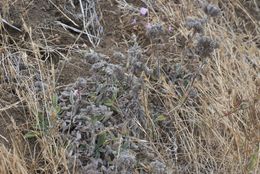 Image of California phacelia