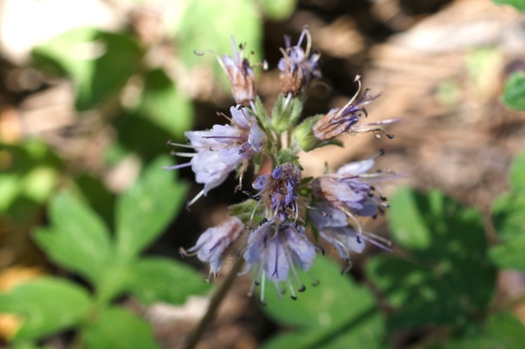 Image de Hydrophyllum occidentale (S. Wats.) A. Gray