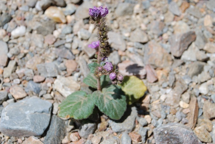 Phacelia calthifolia Brand的圖片