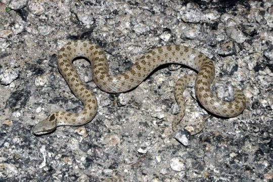 Image of Desert Night Snake