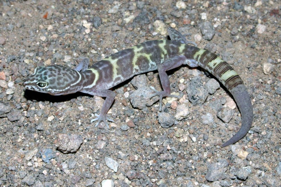 Image of Western Banded Gecko