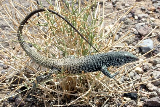 Image of Tiger Whiptail