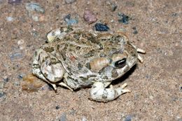Image of Great Plains Toad