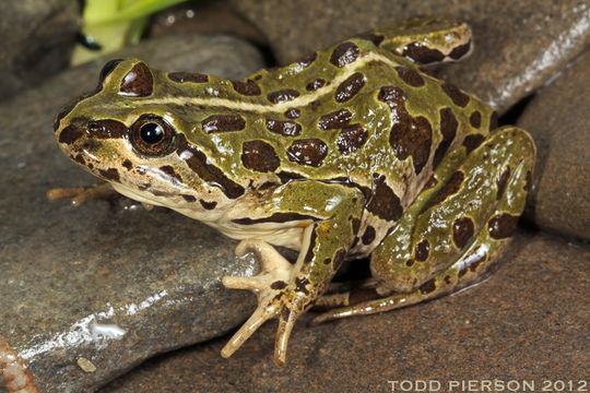 Image of Plateau Frog