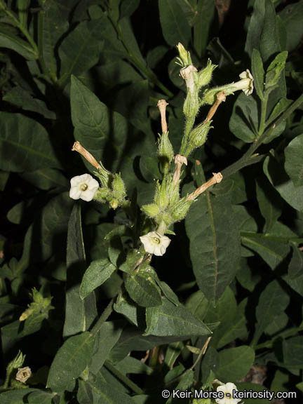 Image of desert tobacco,