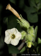 Image of desert tobacco,