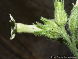 Image of desert tobacco,