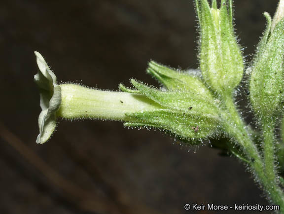 Image of desert tobacco,