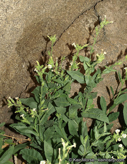 Image of desert tobacco,