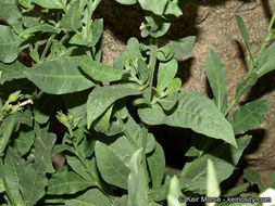 Image of desert tobacco,