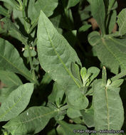 Image of desert tobacco,