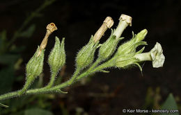 Image of desert tobacco,