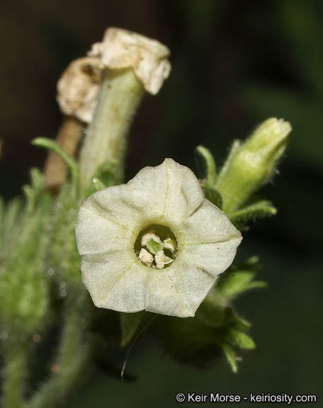 Image of desert tobacco,