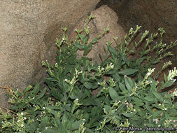 Image of desert tobacco,