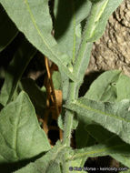 Image of desert tobacco,