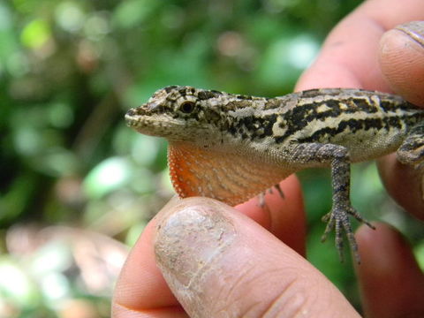 Image of Ghost Anole