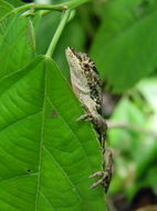 Image of Ghost Anole