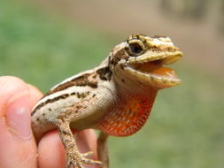 Image of Ghost Anole