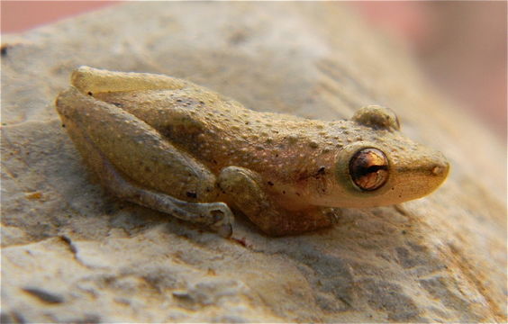 Image of Stauffer's Long-nosed Treefrog