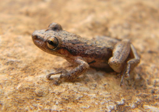 Image of Stauffer's Long-nosed Treefrog