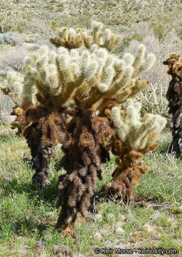 Image of teddybear cholla