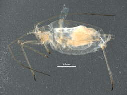 Image of Hyalopteroides