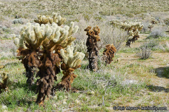 Image de Cylindropuntia bigelovii (Engelm.) F. M. Knuth