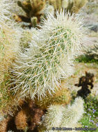 Image de Cylindropuntia bigelovii (Engelm.) F. M. Knuth