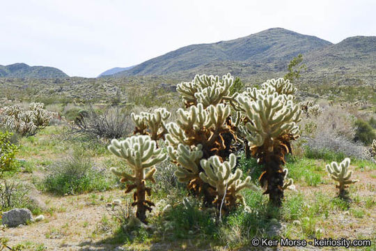 Image of teddybear cholla