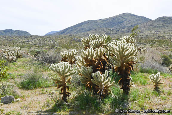 Image de Cylindropuntia bigelovii (Engelm.) F. M. Knuth