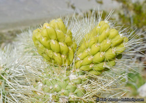 Image of teddybear cholla