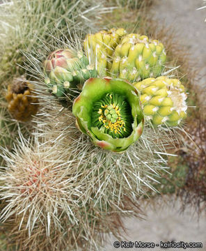 Image of teddybear cholla