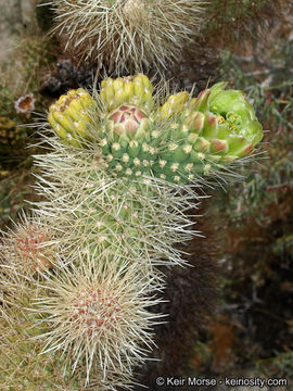 Image of teddybear cholla