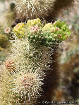 Image of teddybear cholla