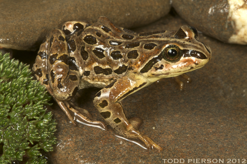 Image of Plateau Frog