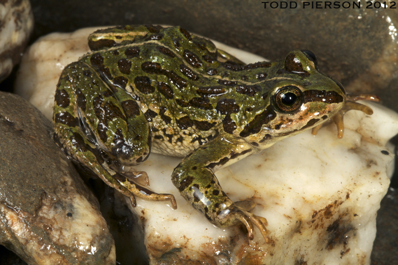 Image of Plateau Frog