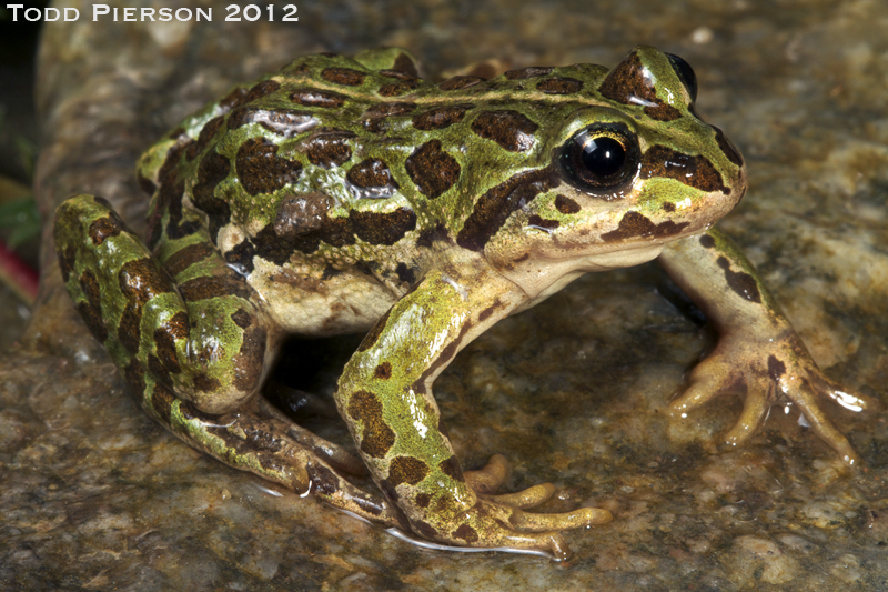 Image of Plateau Frog