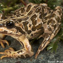 Image of Plateau Frog