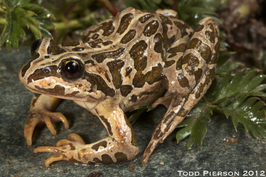 Image of Plateau Frog