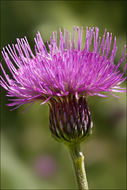 Image of Queen Anne's thistle