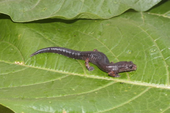 Imagem de Bolitoglossa flavimembris (Schmidt 1936)