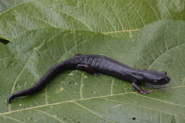 Image of Bolitoglossa franklini (Schmidt 1936)