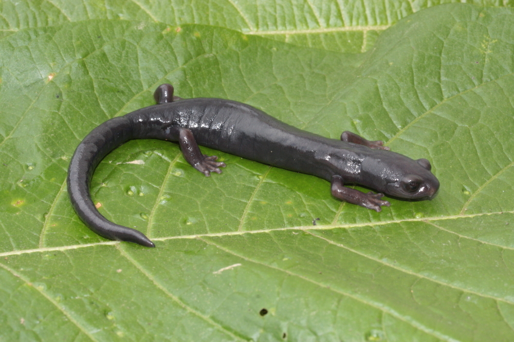 Image of Bolitoglossa franklini (Schmidt 1936)