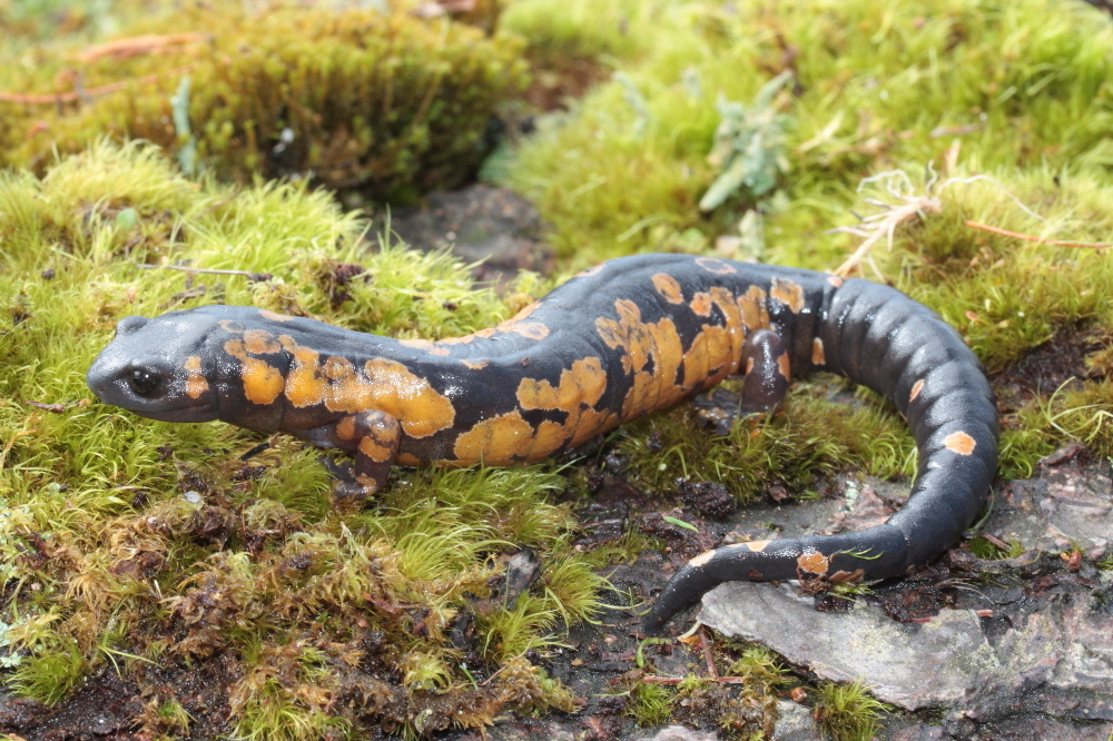 Image of Bolitoglossa franklini (Schmidt 1936)