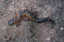 Image of Bolitoglossa franklini (Schmidt 1936)