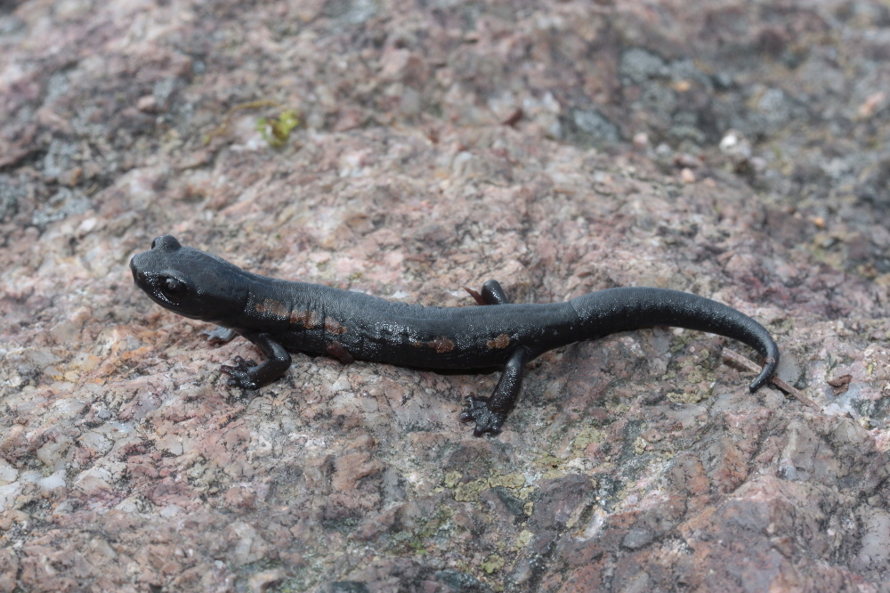 Image of Bolitoglossa franklini (Schmidt 1936)